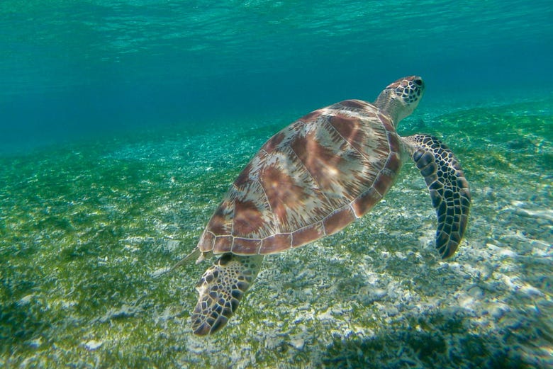 Nusa Penida & Nusa Lembongan Snorkeling from Bali